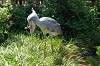 ueno_zoo_1715_mini.jpg