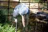 ueno_zoo_1716_mini.jpg