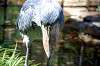 ueno_zoo_1717_mini.jpg