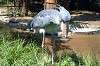ueno_zoo_1719_mini.jpg