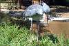 ueno_zoo_1720_mini.jpg