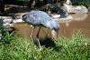 ueno_zoo_1721_mini.jpg