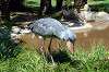 ueno_zoo_1722_mini.jpg