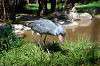 ueno_zoo_1723_mini.jpg