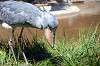 ueno_zoo_1724_mini.jpg
