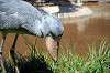 ueno_zoo_1725_mini.jpg