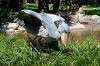 ueno_zoo_1728_mini.jpg