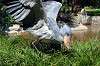ueno_zoo_1729_mini.jpg
