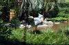 ueno_zoo_1736_mini.jpg