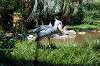 ueno_zoo_1738_mini.jpg