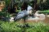 ueno_zoo_1739_mini.jpg