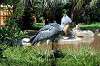 ueno_zoo_1740_mini.jpg
