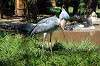 ueno_zoo_1741_mini.jpg