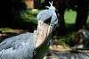 ueno_zoo_1742_mini.jpg