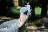 ueno_zoo_1743_mini.jpg