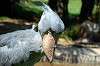 ueno_zoo_1744_mini.jpg