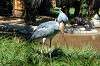 ueno_zoo_1745_mini.jpg