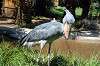 ueno_zoo_1746_mini.jpg