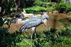 ueno_zoo_1747_mini.jpg
