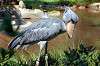 ueno_zoo_1748_mini.jpg