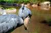 ueno_zoo_1749_mini.jpg
