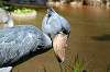 ueno_zoo_1750_mini.jpg