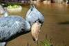 ueno_zoo_1751_mini.jpg
