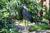 ueno_zoo_1754_mini.jpg