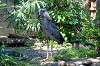 ueno_zoo_1755_mini.jpg
