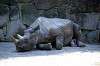 ueno_zoo_1756_mini.jpg