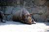 ueno_zoo_1757_mini.jpg