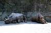 ueno_zoo_1758_mini.jpg