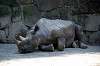 ueno_zoo_1760_mini.jpg