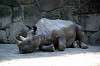 ueno_zoo_1761_mini.jpg