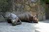 ueno_zoo_1764_mini.jpg