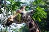 ueno_zoo_1765_mini.jpg