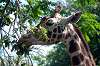ueno_zoo_1766_mini.jpg