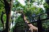 ueno_zoo_1767_mini.jpg