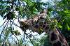 ueno_zoo_1768_mini.jpg