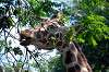 ueno_zoo_1769_mini.jpg