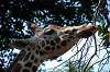 ueno_zoo_1772_mini.jpg