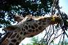 ueno_zoo_1773_mini.jpg