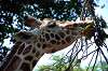 ueno_zoo_1776_mini.jpg