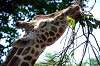 ueno_zoo_1777_mini.jpg