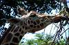 ueno_zoo_1778_mini.jpg