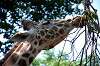 ueno_zoo_1779_mini.jpg