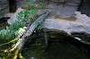 ueno_zoo_1784_mini.jpg