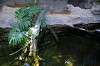 ueno_zoo_1788_mini.jpg