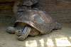 ueno_zoo_1798_mini.jpg