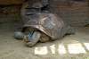 ueno_zoo_1800_mini.jpg